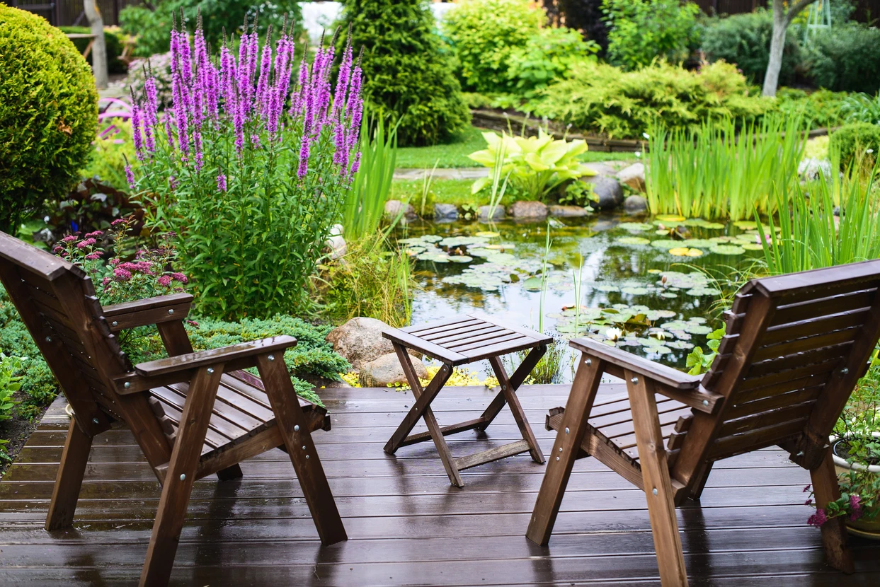 Jardin paysager avec pelouse tondue en bandes alternées, bordure de rhododendrons en fleurs violettes et roses, arbres feuillus matures en arrière-plan sous ciel bleu